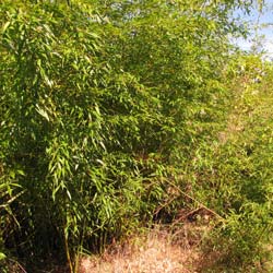 Bambou Phyllostachys flexuosa